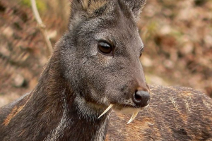 Кабарга Кабарга