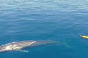 Кайкер видалив своє відео свого спільного плавання з синім китом Кайкер видалив своє відео свого спільного плавання з синім китом