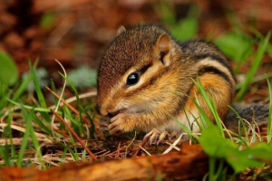 Як бурундуки збережені ліси? Як бурундуки збережені ліси?