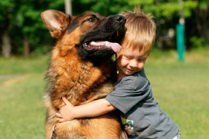 Як довго живуть німецькі пастухи? Як довго живуть німецькі пастухи?