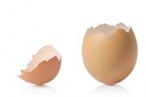 Як викупаються курячі з яйця? Як викупаються курячі з яйця?