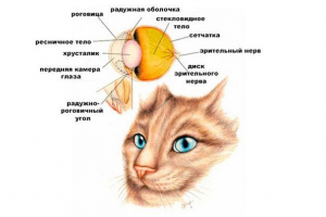 Як кішки бачать світ навколо? Як кішки бачать світ навколо?