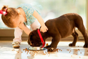 Як перекласти собаку на суху їжу? Як перекласти собаку на суху їжу?