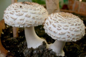 Як їдять гриби Як їдять гриби