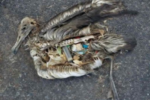 Як пластик вбиває птахів: говорити фото кріса йорданія Як пластик вбиває птахів: говорити фото кріса йорданія