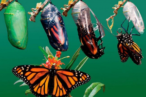 Як з'являється метелик? Як з'являється метелик?