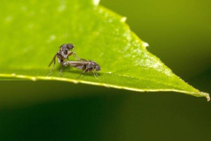 Як розмножується комаха? Як розмножується комаха?