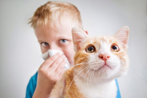 Як це алергічне до кішки у дітей, що робити з цим? Як це алергічне до кішки у дітей, що робити з цим?