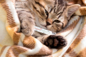 Як холодний проявляє кішки і кішки? Як холодний проявляє кішки і кішки?