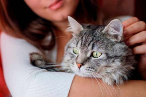 Як ростуть кішки і кішки? Як ростуть кішки і кішки?