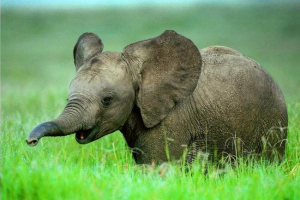 Як тварини розмовляють один з одним Як тварини розмовляють один з одним