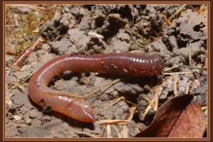 Як розмножуються дощові черв'яки? Як розмножуються дощові черв'яки?