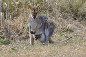 Як породжує кенгуру? Як породжує кенгуру?