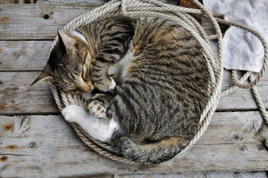 Як тварини сплять? Як тварини сплять?