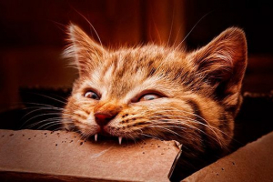 Як кошеня, є зміна зубів?