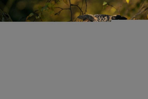 Що виглядає філіном, як його місце проживання, їжу та розмноження Що виглядає філіном, як його місце проживання, їжу та розмноження