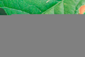 Що виглядає гусениця, де він живе і що їсть? Що виглядає гусениця, де він живе і що їсть?