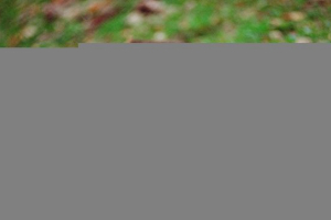 Що виглядає як борг? Що виглядає як борг?