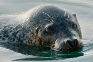 Що ви дивитеся і який спосіб життя teevehenia? Що ви дивитеся і який спосіб життя teevehenia?