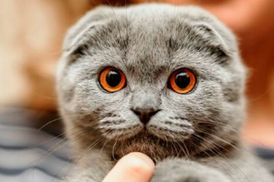 Як виглядають шотландські коти, і як доглядати за ними? Як виглядають шотландські коти, і як доглядати за ними?