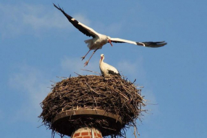 Як птахи знайомляться, вибираючи пару? Як птахи знайомляться, вибираючи пару?
