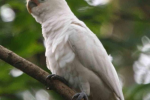 Cockada гофрування або timbar cockada Cockada гофрування або timbar cockada