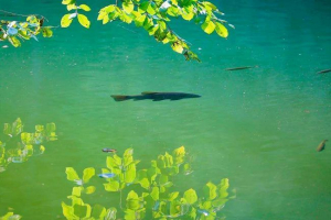 Яку рибу зустрічається у свіжих водних вод росії - переліку, характеристики та фотографії Яку рибу зустрічається у свіжих водних вод росії - переліку, характеристики та фотографії
