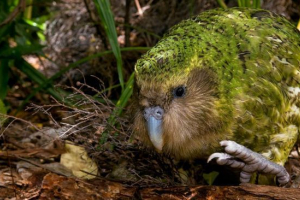 Какапо Какапо