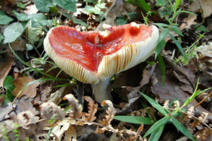 Які гриби перераховані в червоній книзі росії? Список, характеристики та фотографії Які гриби перераховані в червоній книзі росії? Список, характеристики та фотографії