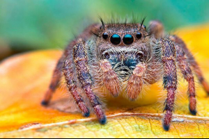 Які класи тварин належать членистоногі?