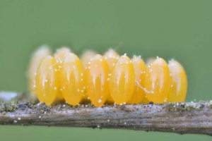 Які комахи ставлять яйця? Які комахи ставлять яйця?