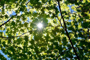 Які основні функції процесу фотосинтезу? Які основні функції процесу фотосинтезу?