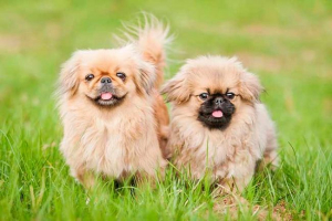 Які породи собак схильні до втрати очей? Які породи собак схильні до втрати очей?