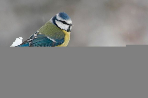 Які птахи не літають у теплі краї, але залишаються на зиму? Які птахи не літають у теплі краї, але залишаються на зиму?