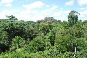 Які рослини зустрічаються і ростуть у південній америці? Які рослини зустрічаються і ростуть у південній америці?