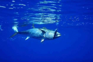 Що риба є найшвидшим у світі Що риба є найшвидшим у світі