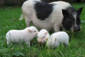 Які недоліки міні-карлів? Які недоліки міні-карлів?