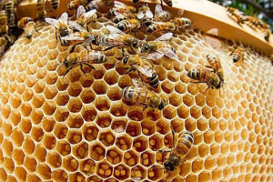 Які речовини виділяють комах? Які речовини виділяють комах?