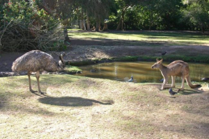 Які тварини живуть у австралії? Які тварини живуть у австралії?