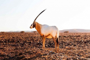 Які тварини населяють пустелі - назви, фотографії та характеристики Які тварини населяють пустелі - назви, фотографії та характеристики