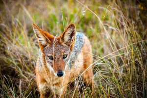 Які тварини мешкають у степу? Назви, фотографії та характеристики Які тварини мешкають у степу? Назви, фотографії та характеристики
