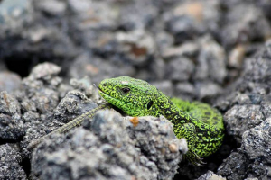 Які тварини належать до рептилії? Які тварини належать до рептилії?