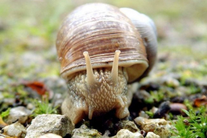 Які тварини належать до типу молюсків? Які тварини належать до типу молюсків?