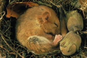 Які тварини потрапляють до сплячого Які тварини потрапляють до сплячого