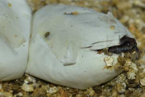 Які змії лежать яйця? Які змії лежать яйця?