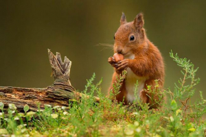 Які харчові ланцюги? Які харчові ланцюги?