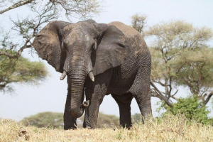 Яка кількість м'язів у стовбурі слона? Яка кількість м'язів у стовбурі слона?