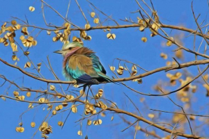 Що годують птахів? Що годують птахів?
