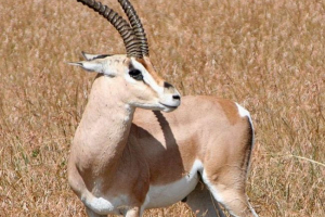 Яка тварина є найшвидшим Яка тварина є найшвидшим