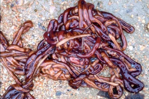 Яка тварина є найдовшою на землі? Яка тварина є найдовшою на землі?